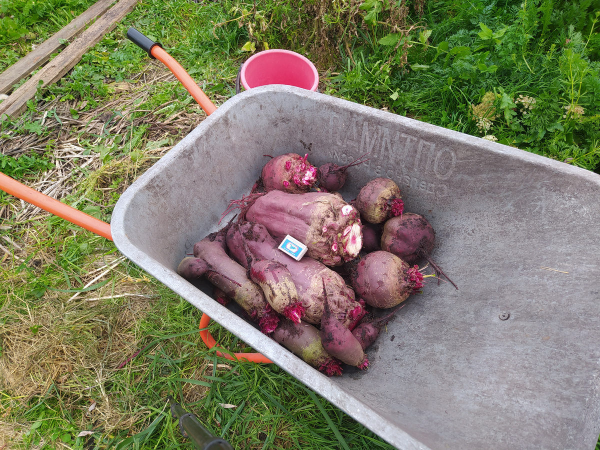 Свекла, сорта: "Цилиндра" и "Красный шар"