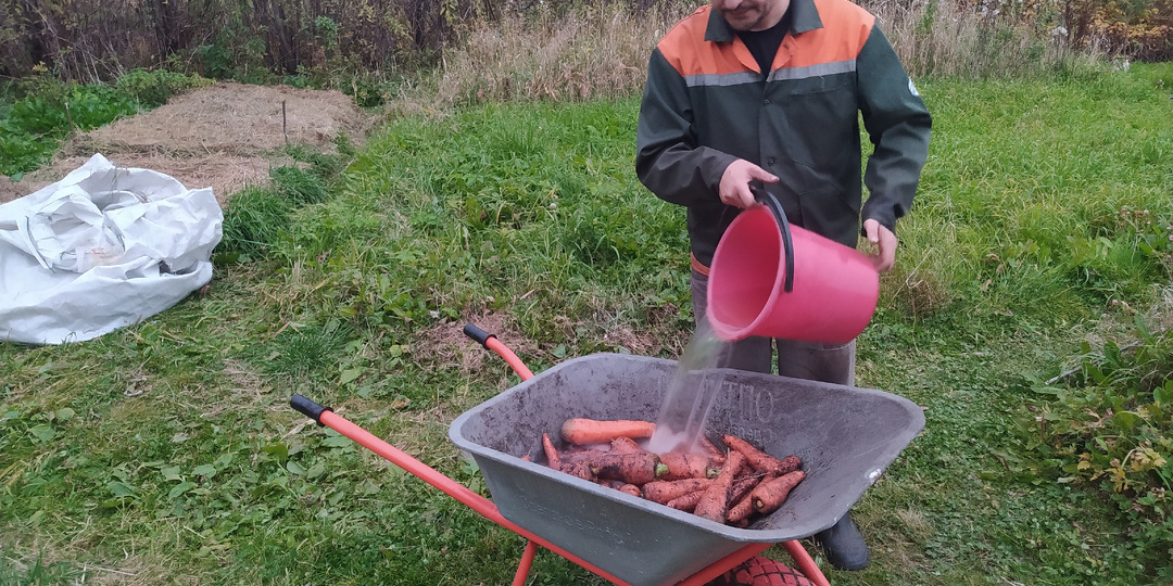 Как помыть овощи (морковь, картофель) в огороде легко и просто