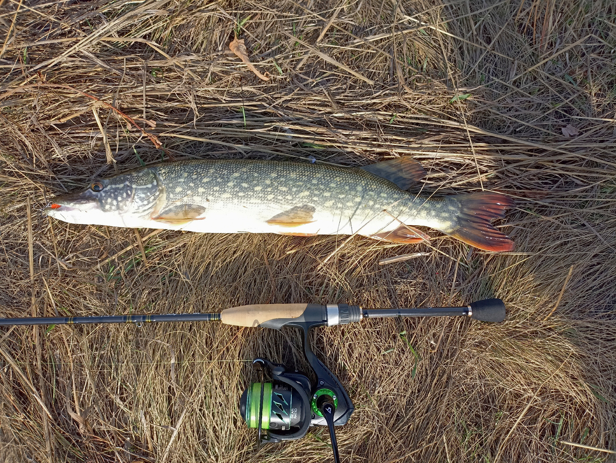 Не то чтобы трофей - но одна из первых моих осенних рыб!:)