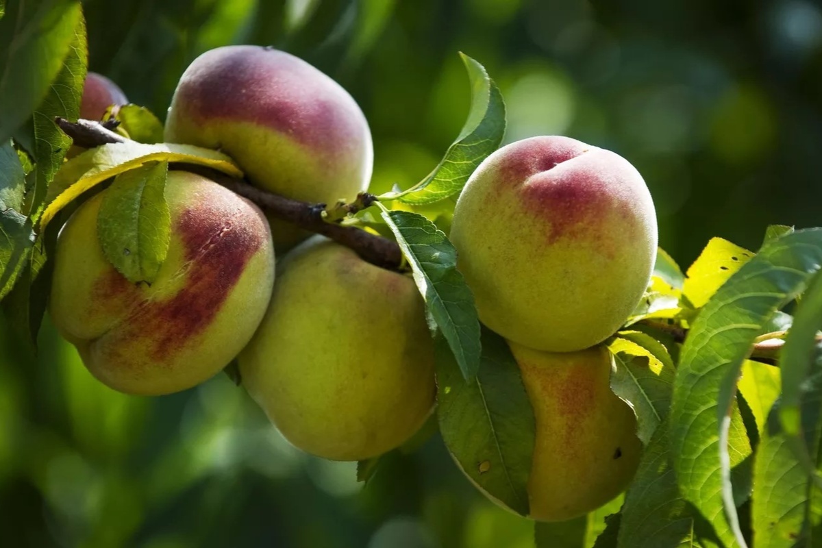    Фото: Сергей Мальгавко, источник: ria.ru