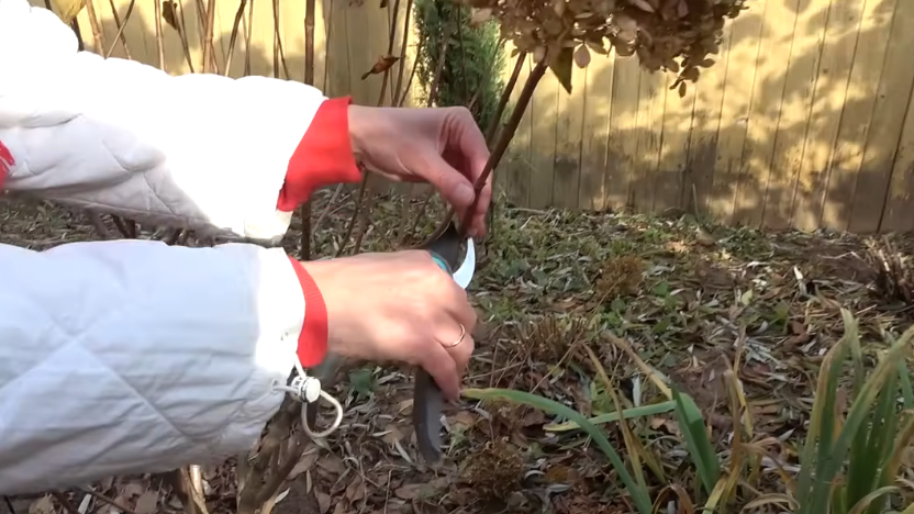 Формирую гортензии осенью строго по видам. 5 ошибок лишат цветения на год