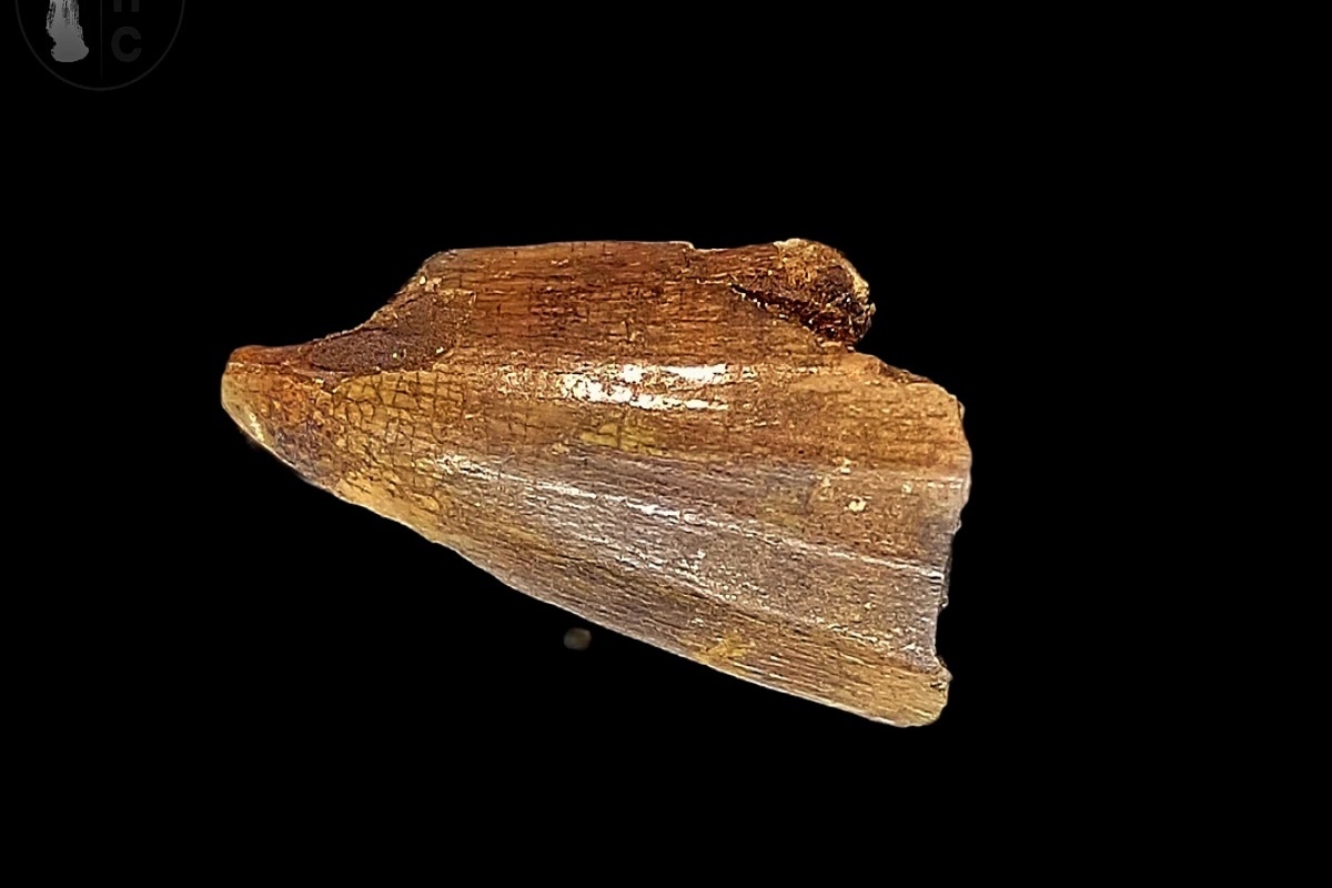    Фото: пресс-служба, источник: Курское палеонтологическое сообщество