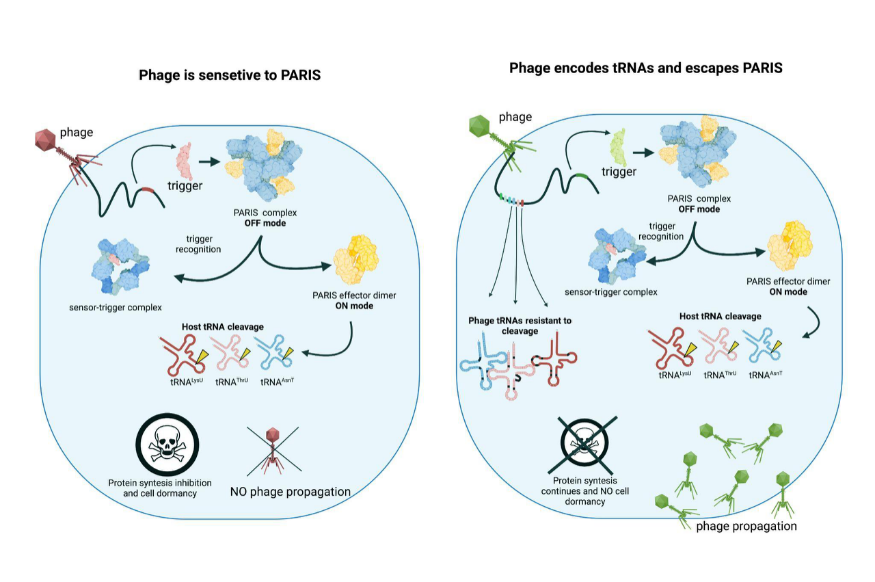    Иммунная система бактерии специальным белком (зеленый) разрезает собственную РНК (розовый), чтобы пожертвовать зараженной клеткой и остановить распространение вируса / © Мария Александрова, Сколтех