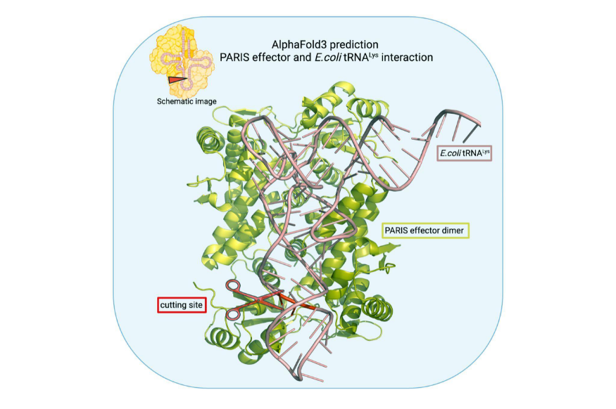    Уязвимый к PARIS вирус-бактериофаг проникает в клетку, ее иммунная система начинает разрушать собственные молекулы тРНК трех видов, без них клетка гибнет (слева). Устойчивый к PARIS фаг имеет гены для синтеза трех аналогичных тРНК, которые не атакуются иммунной системой клетки и поддерживают ее жизнеспособность / © Мария Александрова, Сколтех
