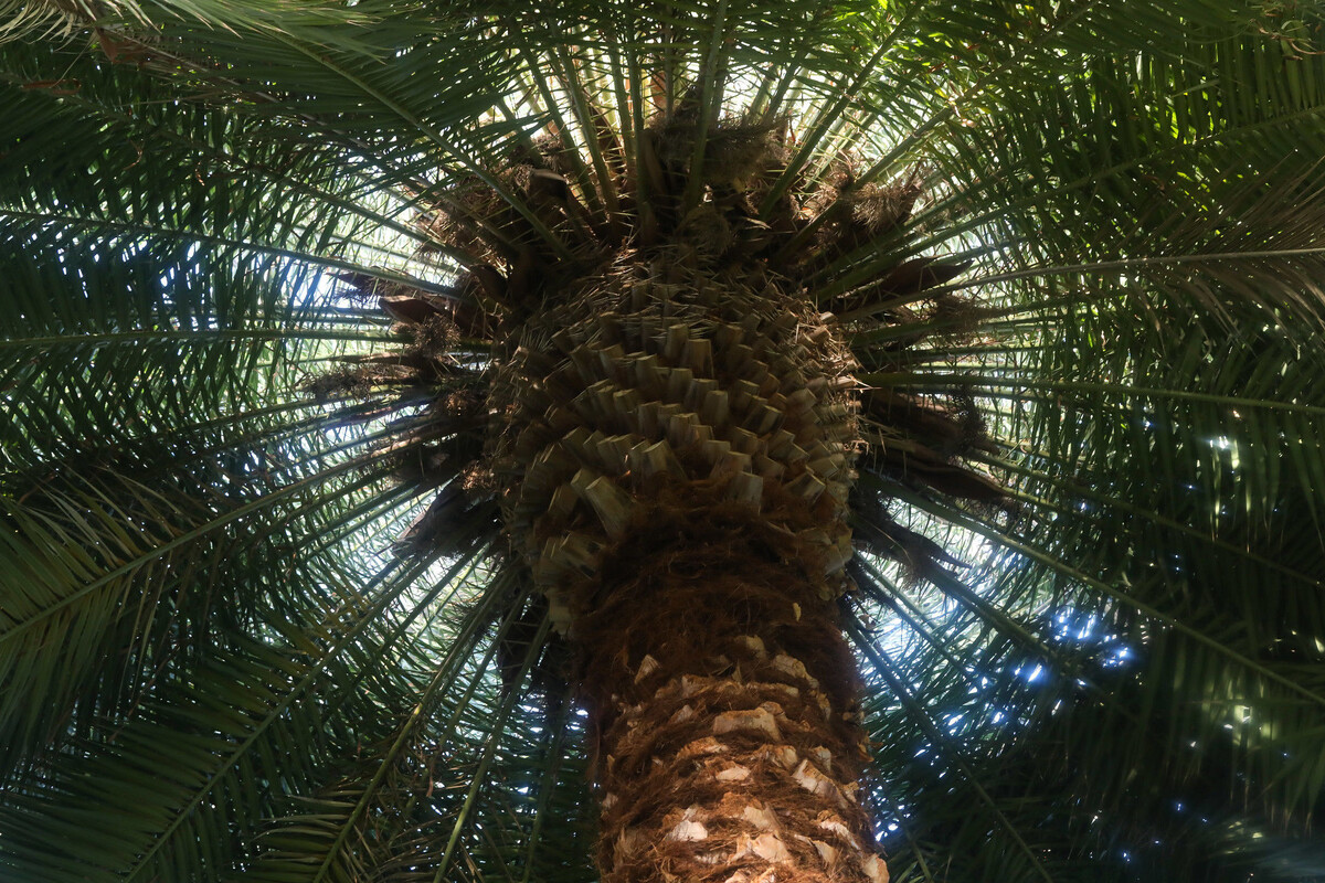 Фото: Роман Пименов / «Петербургский дневник»