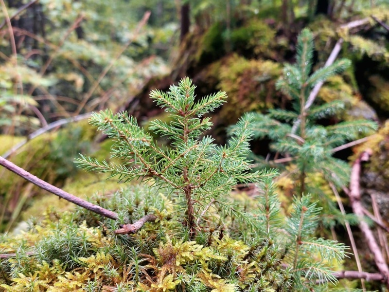    Югра вошла в число регионов с высоким рейтингом эффективности ведения лесного хозяйства