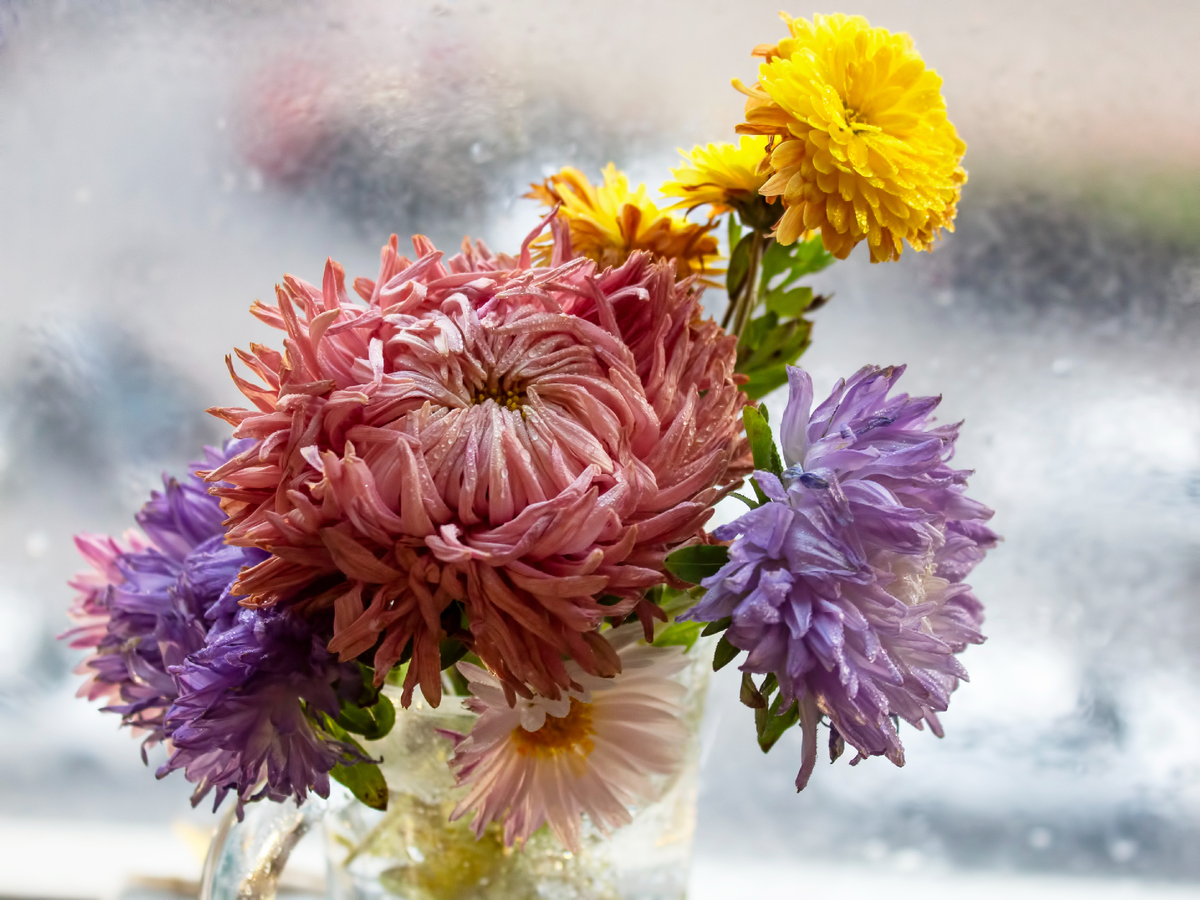 Это фото помещено с разрешения фотографа - автора  канала "Сова, Нева и саквояж" - милое и осеннее). 