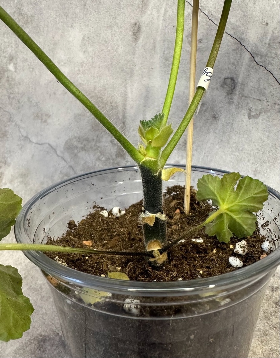 «Чёрная ножка»