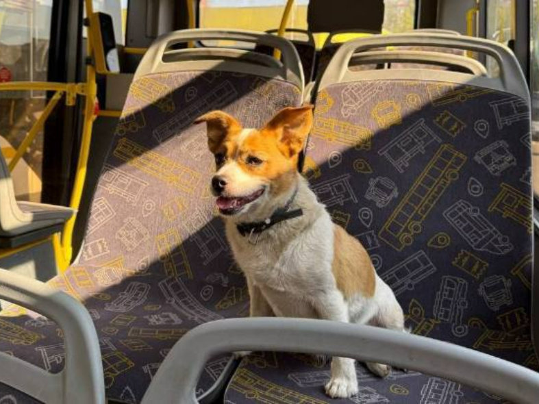    Фото: Минтранс Подмосковья