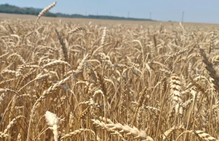    Фото: Служба по связям с общественностью филиала «Донецкий» Российского сельскохозяйственного центра