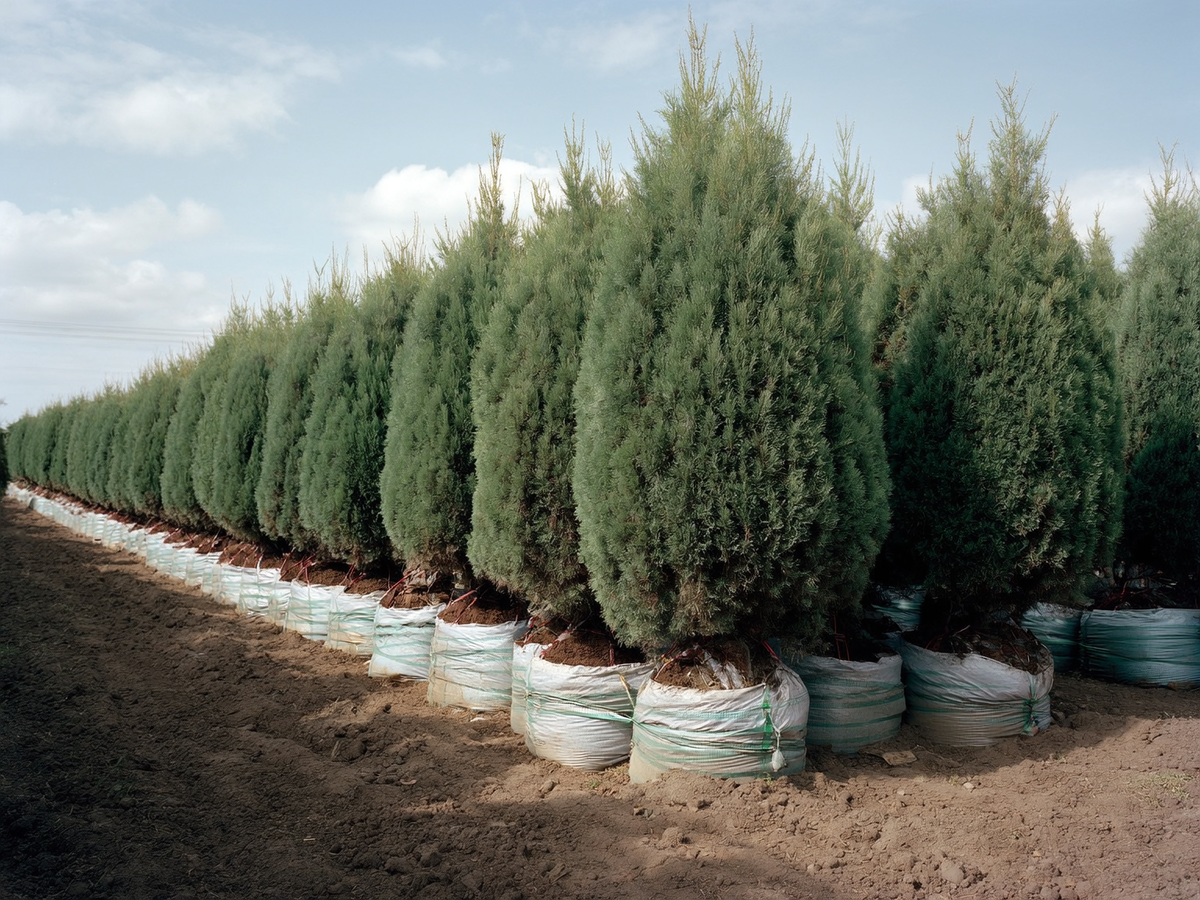 Выбор посадочного метериала в питомнике