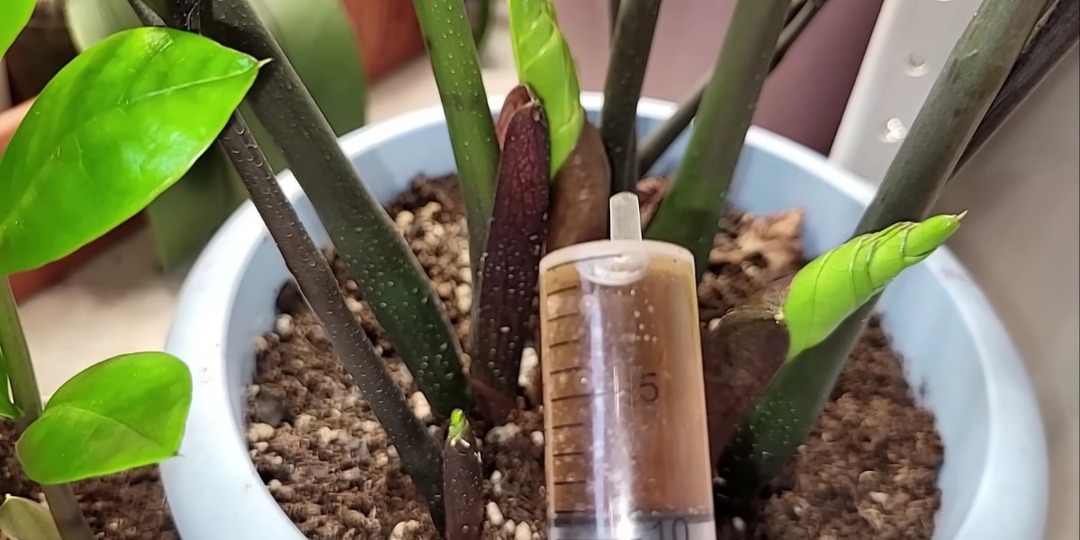 Чудо-подкормка для замиокулькаса: даже умирающий цветок оживет за 2 недели — простой рецепт от опытных цветоводов