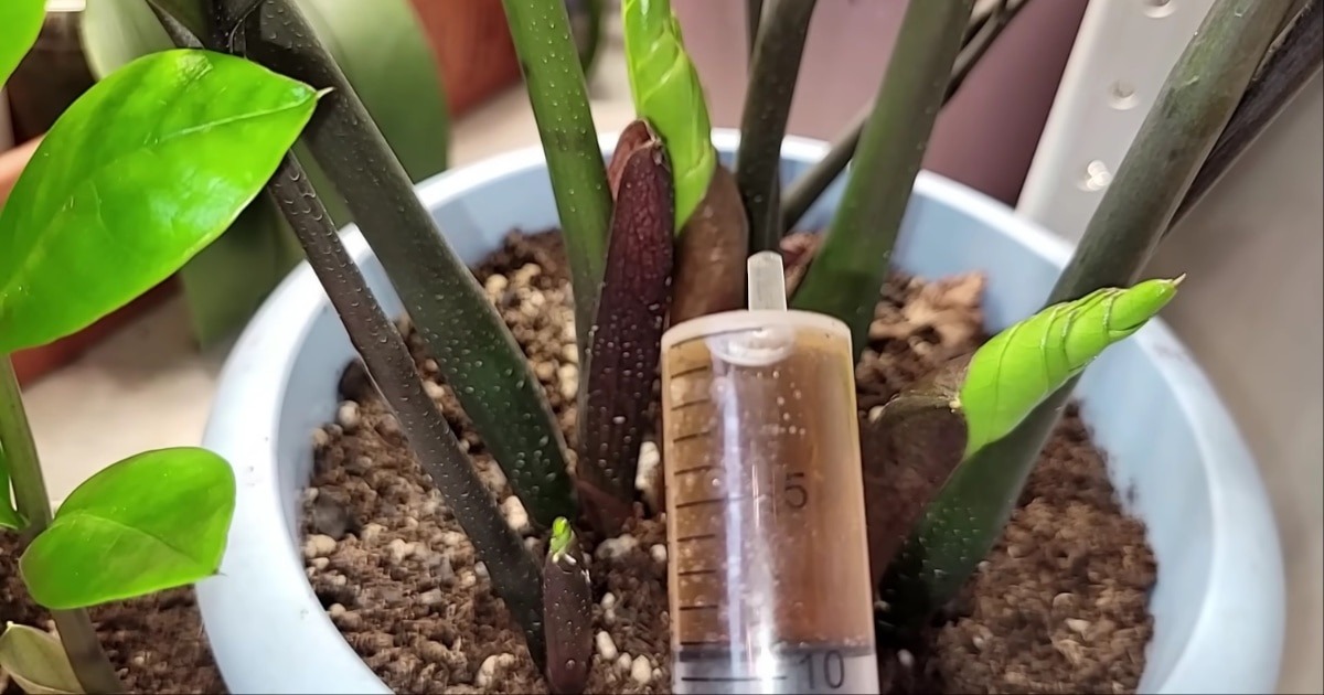 Подкормка увядающего замиокулькоса