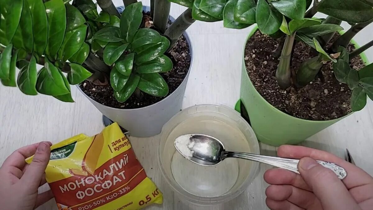 Подкормка замиокулькаса удобрением на фосфорно-калийной основе