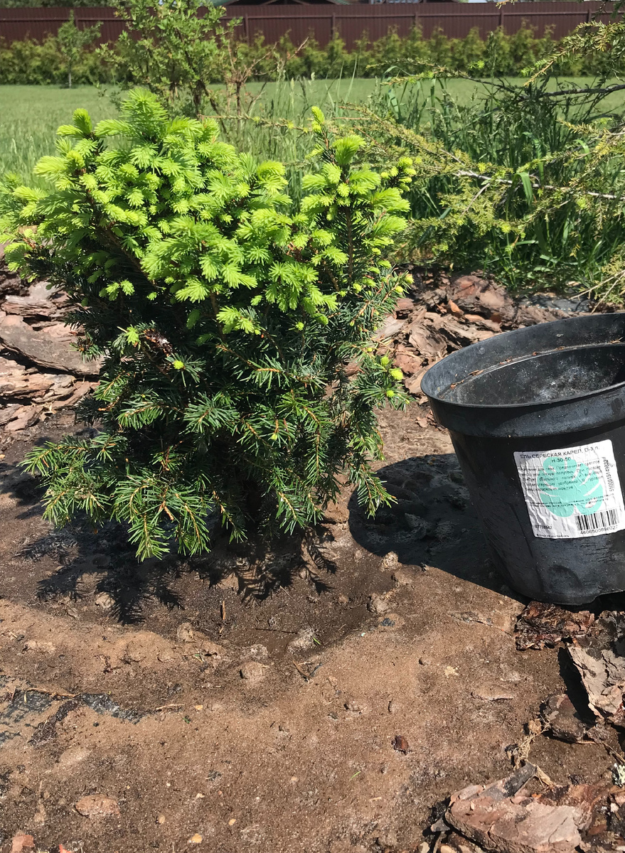 5 июня 2024 года - посадка растения на постоянное место высота 27 см.