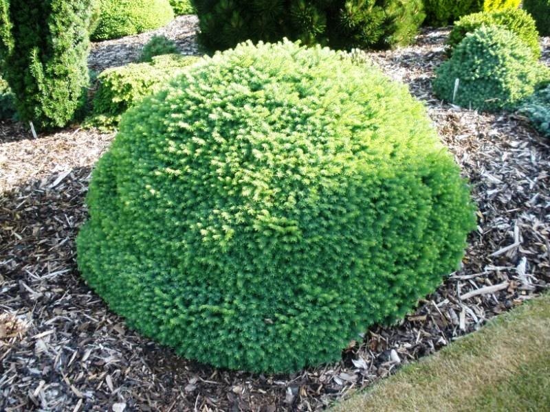 так выглядит ель Карел во взрослом состоянии( фото из сети)