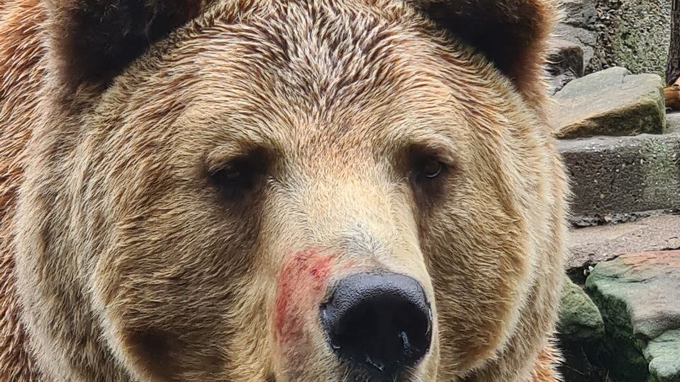 #вызывайтеветврача