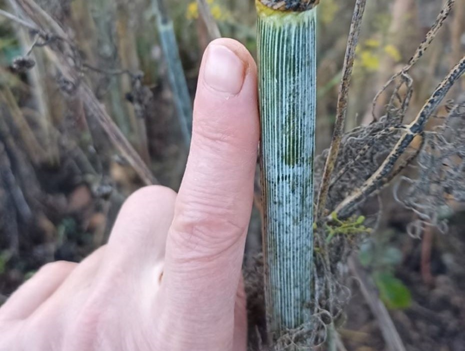 Укроп читательницы толщиной с палец😀  