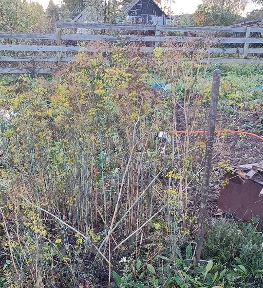  Когда укроп был зеленый, то напоминал джунгли. Укроп рядом с вилами. Фото Веры Михалевой