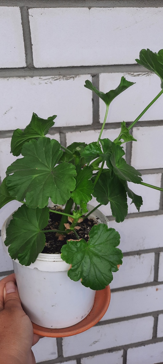 Что-то меня на герани потянуло... 🤣