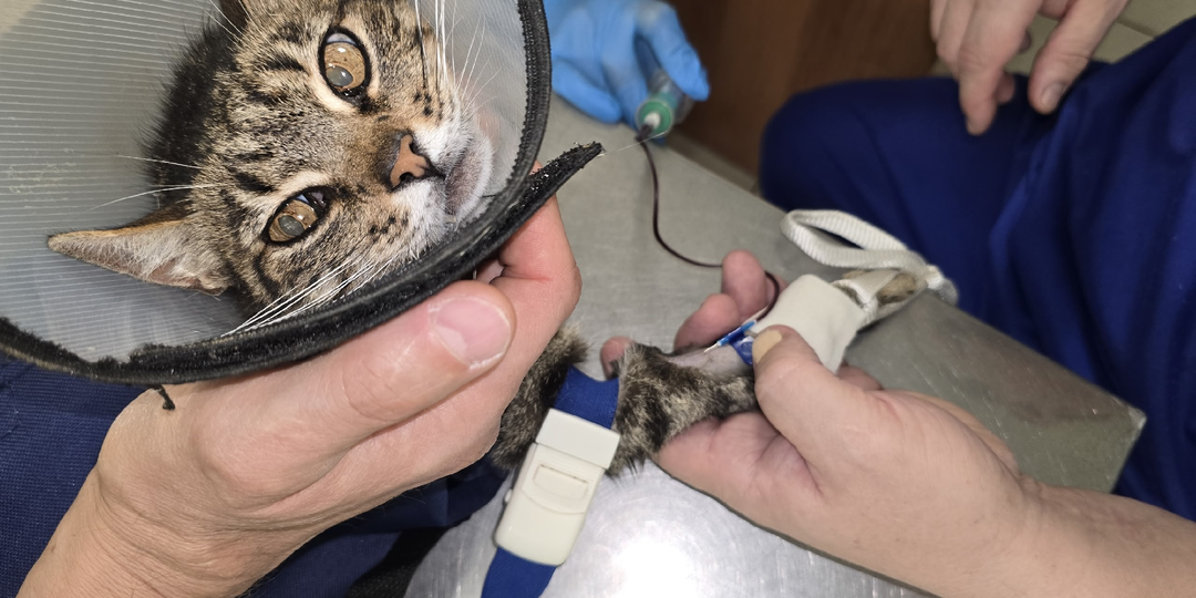 У кошки после ампутации лапки начались серьезные проблемы...