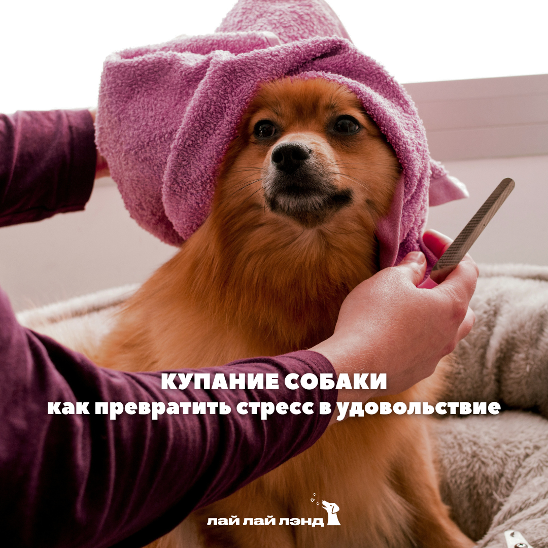 Лай-Лай Лэнд: cамое доброе комьюнити, где собаки — часть семьи 💙
