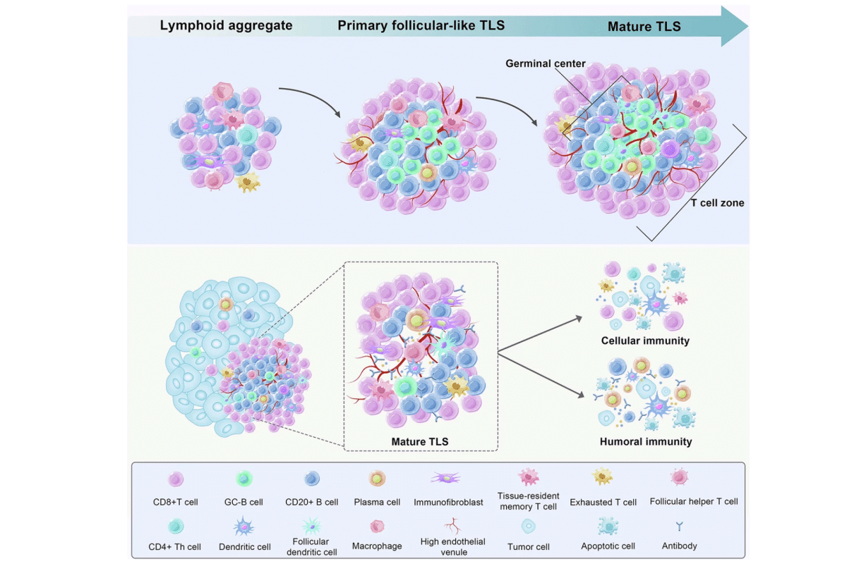    Стадия развития и структура TLS / © Science Translational Medicine