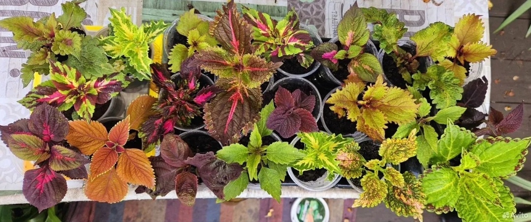 Второй набор выбирала из этих 12шт 1000р 