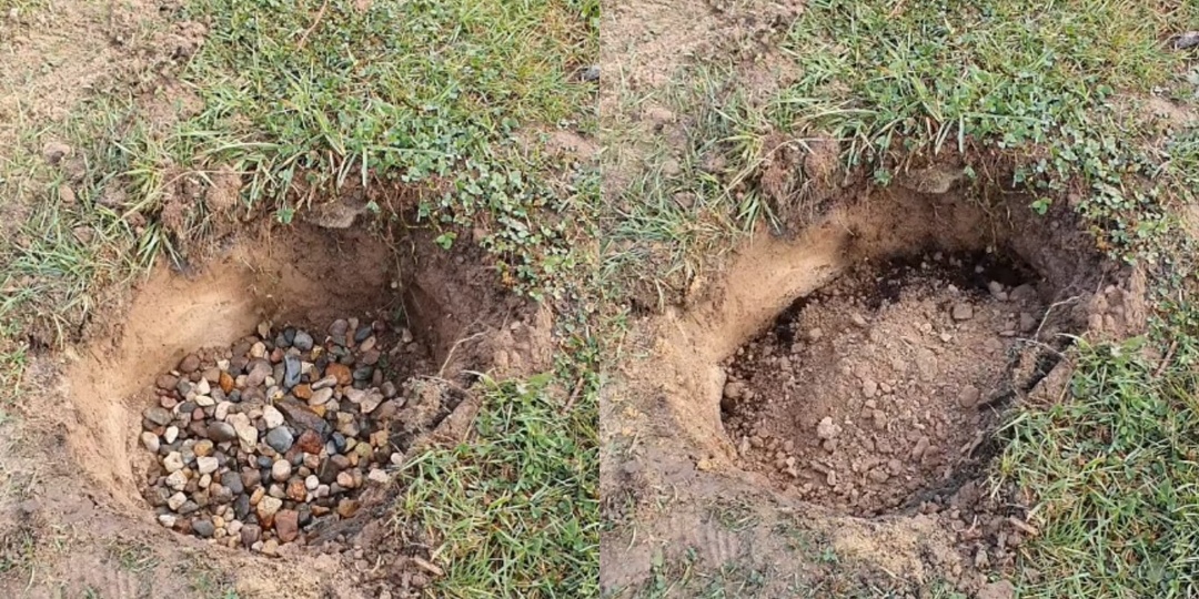 Высаживаю гортензии в холодную землю специально. Весенние посадки проигрывают осенним в 4 раза