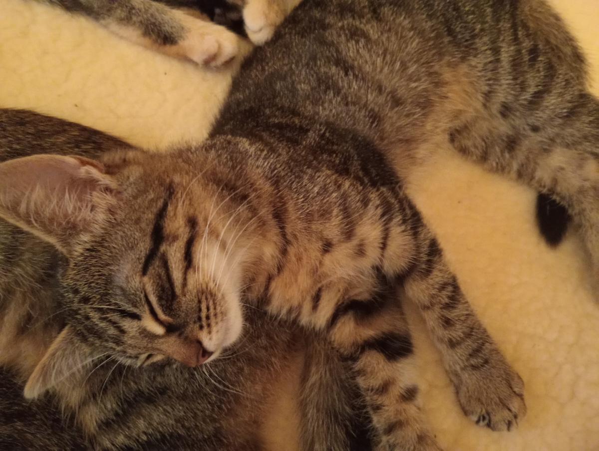 Не шуметь! Спим!