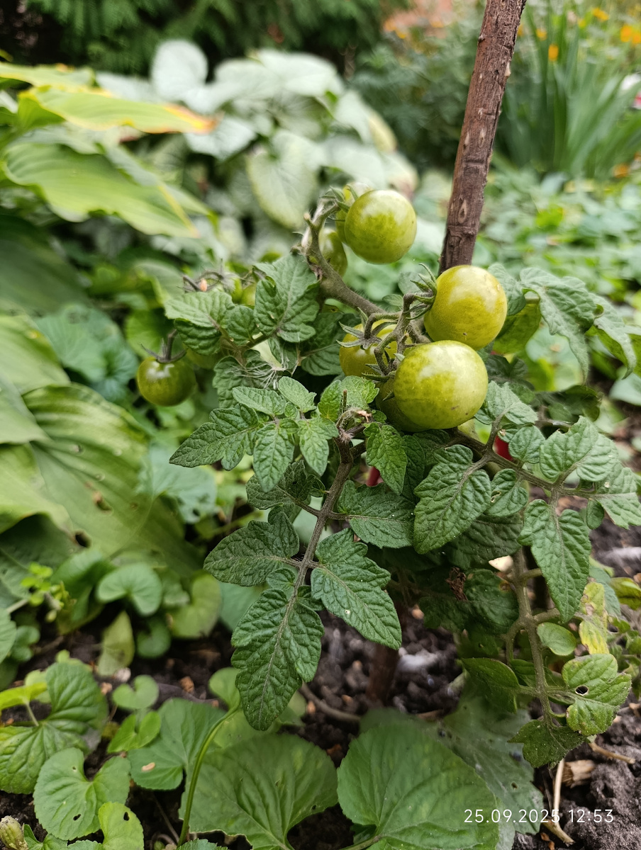 Ну и по традиции вот вам фото обитателя одной из орловских клумб.