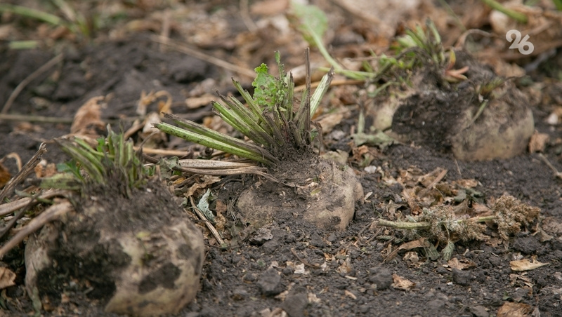    Более 50% занятых пропашными площадей убрали на Ставрополье Фото: Валерия Алтухова / / ИА «Победа26»