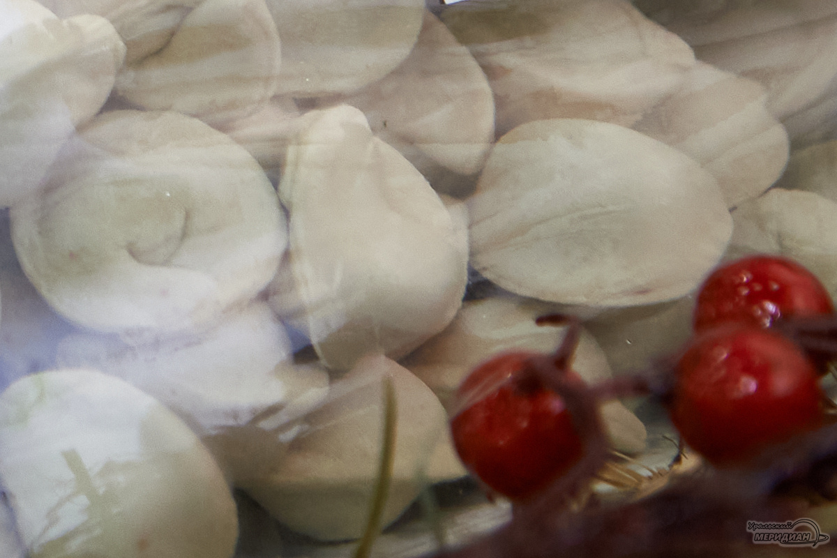    Фото: Лидия Аникина © ИА «Уральский меридиан»