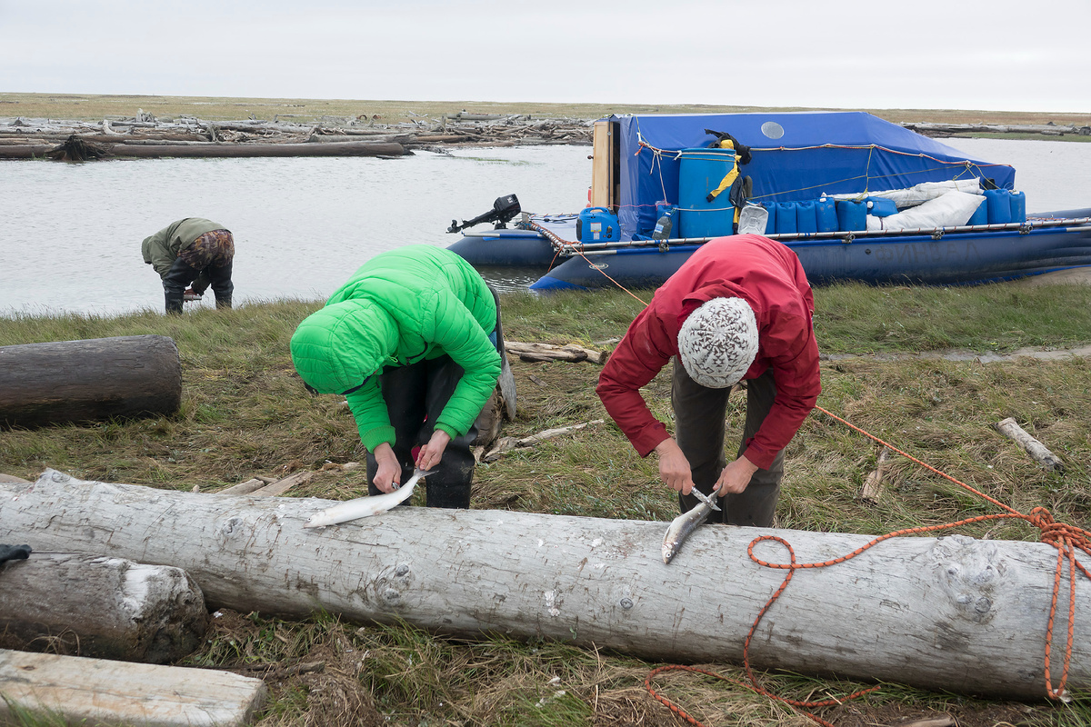 Попалось много рыбы (омуль и ряпушка). Часть засолили, часть пожарили. (Автор фото Самендра Сингх).