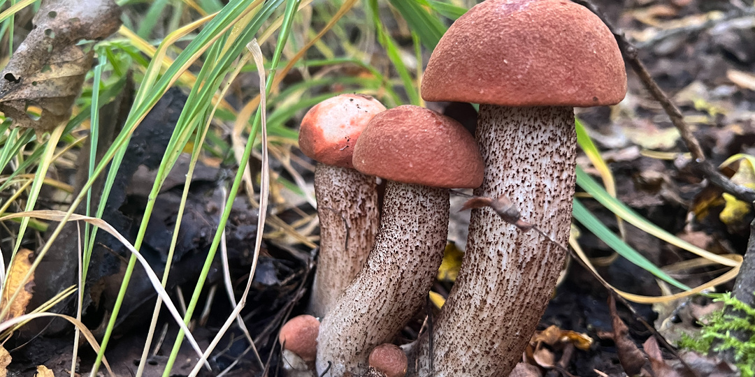 Закрытие "высокого" грибного сезона? 21-24.09.25. Селигер