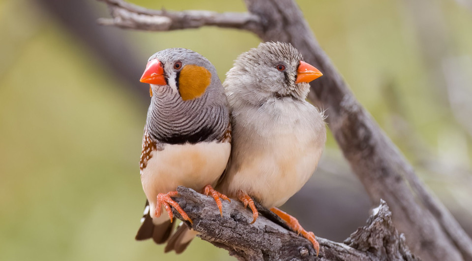   PotMart186 / Wikimedia Commons / CC BY-SA 4.0