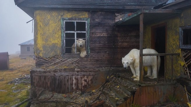 Видео дня: белые медведи «чиллят» на заброшеной метеостанции на Чукотке