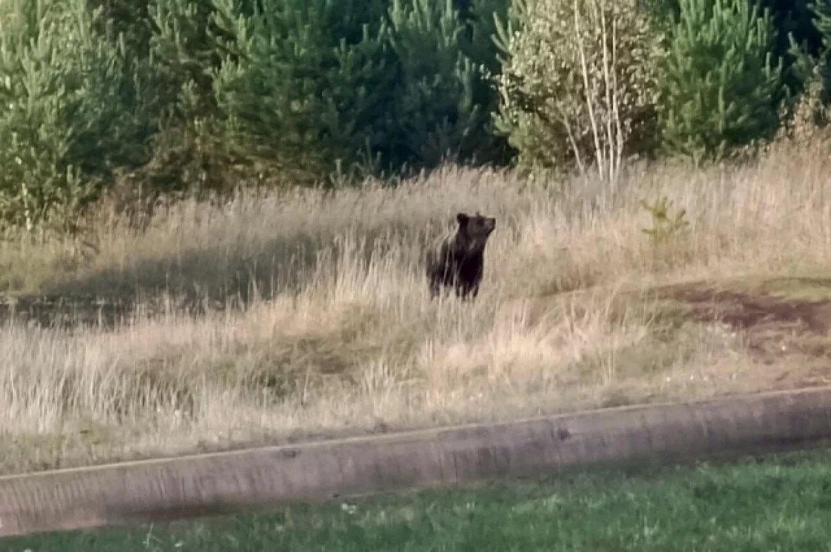    В Братском и Усть-Илимском районах участились выходы медведей к людям