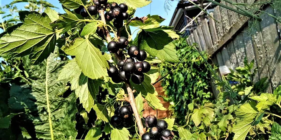 Осенняя обрезка черной смородины. Пошагово рассказываю, что и как убирать