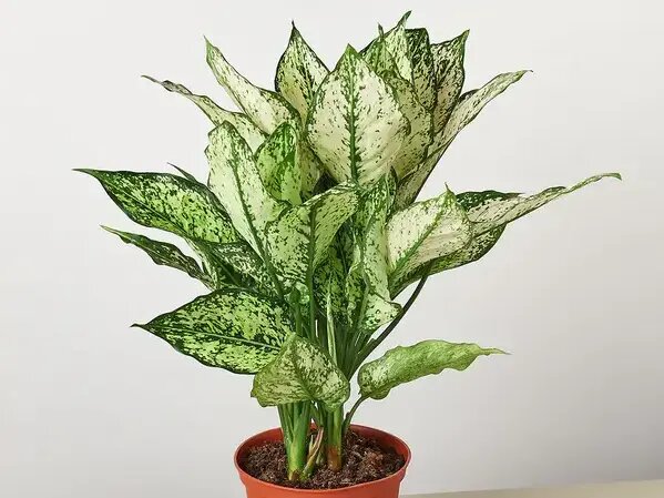   Аглаонема и другие самые известные растения в фильмах Вера Курилыч