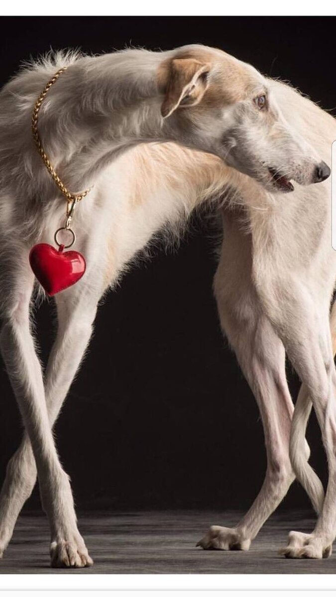 Продайте своих породистых котят и щенков на международной платформе Breed Show