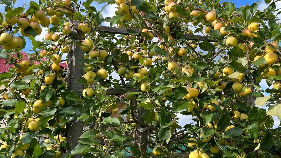 Уход за яблоней осенью: ОБЯЗАТЕЛЬНО СДЕЛАЙТЕ ТАК