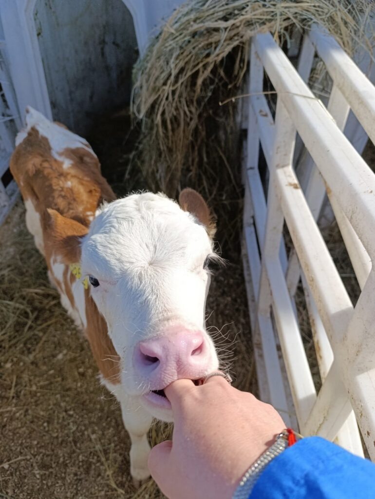    Фото: ГУ ветеринарии по Смоленской области Елена Воронцова
