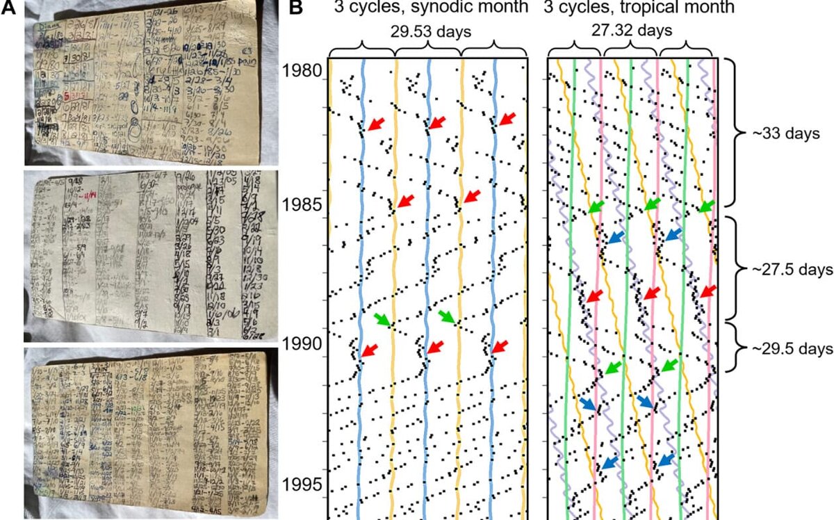    Слева видна часть бумажных записей, использовавшихся в работе / © Charlotte Helfrich-Förster et al.