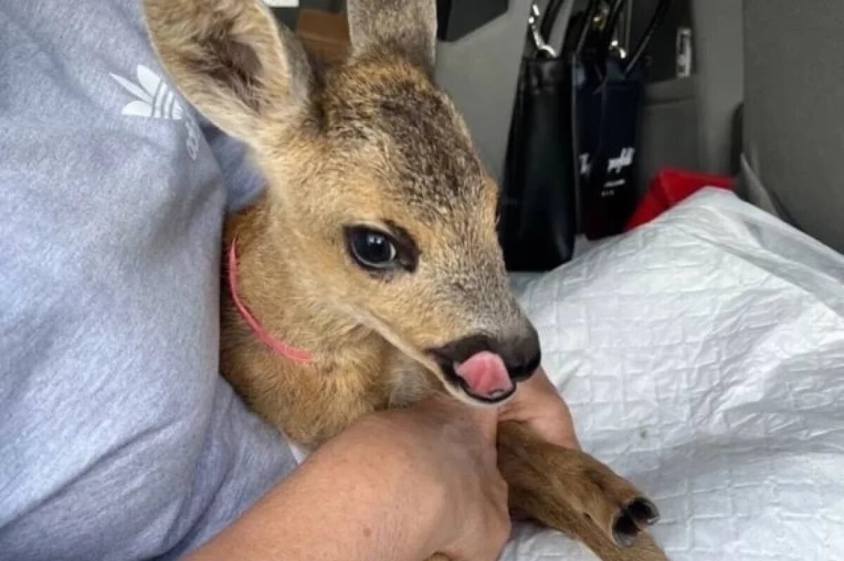    Спасенному в Херсонской области олененку нашли дом в Севастополе