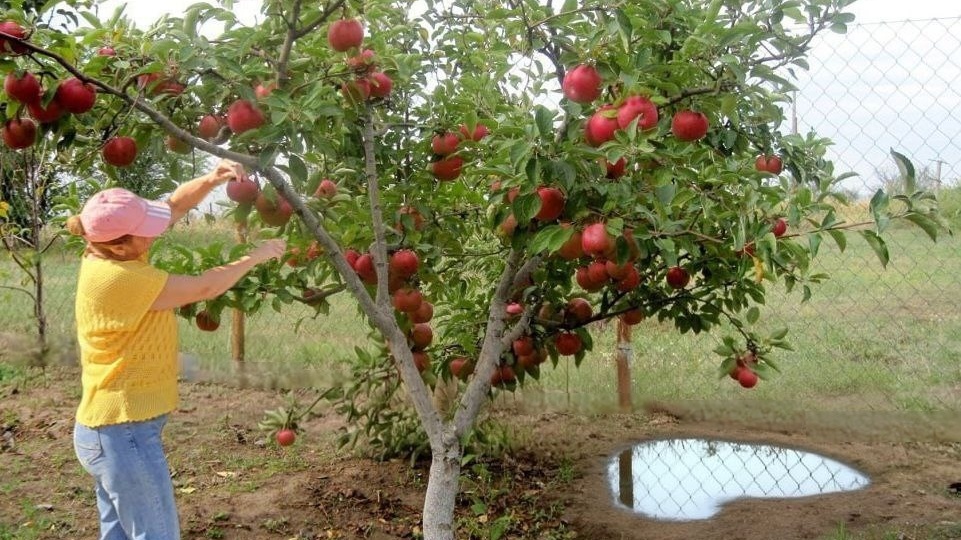 Мой сад против парши и монилиоза: личный опыт борьбы за урожай
