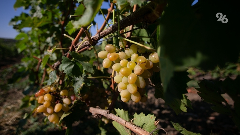      Фото: Валерия Алтухова / / ИА «Победа26»