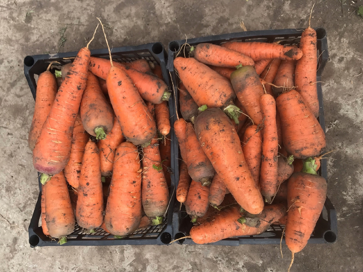 Вот такая обрезанная морковь наверняка прорастет, если ее быстро не съесть.