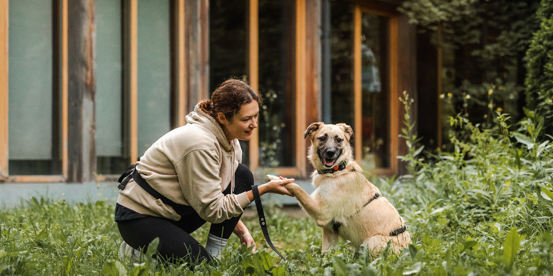 День самой большой прогулки с домашними животными.