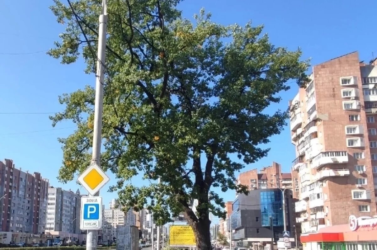    Власти Перми отчитались о поливе векового дуба, повреждённого при раскопках